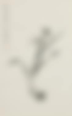 [Untitled] , (preview)