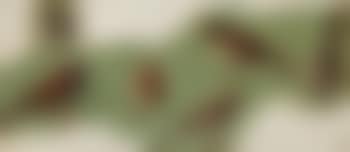 Study of sparrows , (preview)
