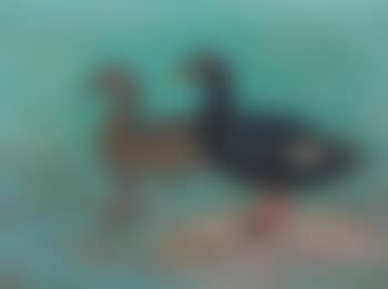 Two ducks , (preview)