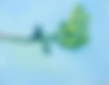 Study of a fig tree with green new fruits , (preview)