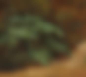 A broad-leaved dock (skræppeplante) in the forest floor. ,
1830 (preview)