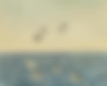 Swimming and flying razorbills (alke) and a single seagull ,
1947 (preview)