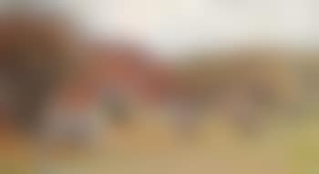 Autumn trees , (preview)