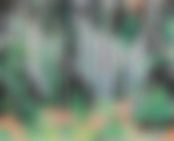 Pinetrees , (preview)