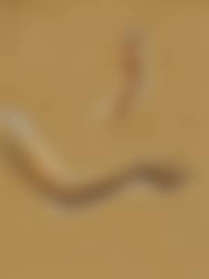 Studies of ankles and feet; and Studies of arms (preview)