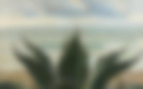 Agave on the sea, the sea of Anzio (preview)
