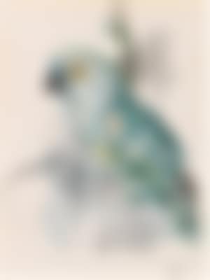 A parrot (preview)