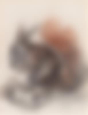 A squirrel (preview)