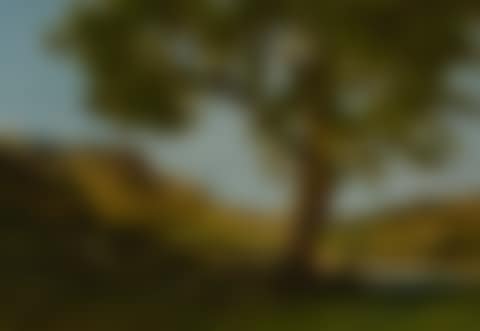 THE OLD OAK TREE, RIVER LOIRE (preview)