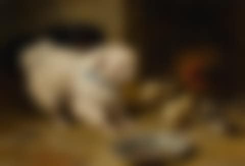 A BICHON FRISE AND A KING CHARLES SPANIEL WITH A HEN AND HER CHICKS  (preview)