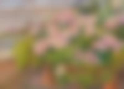 Hortensias in the ... Greenhouse (preview)