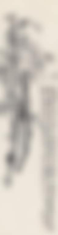 Plum (preview)