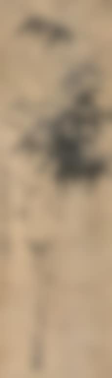 Bamboo Drawing (preview)