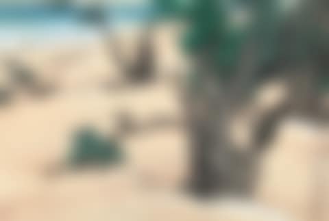 Beach (preview)