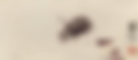 Sketches Of Insects (preview)
