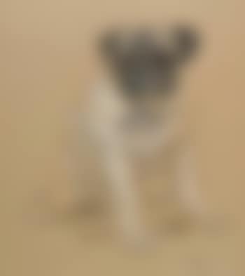Portrait of a pug , (preview)