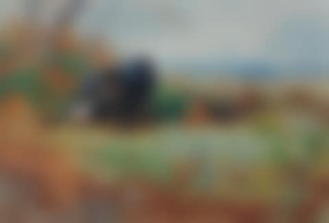 Blackcock and hen (preview)