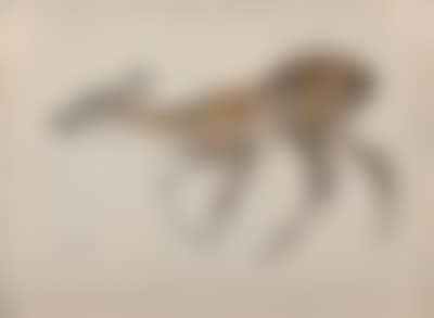 Young deer (preview)