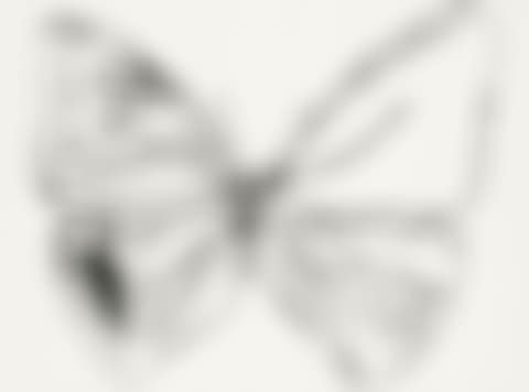 VANISHING ANIMALS, BUTTERFLY  (preview)
