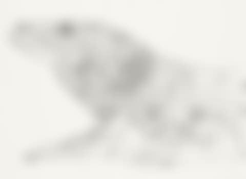 VANISHING ANIMALS, KOMODO MONITOR (preview)