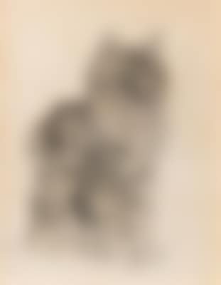 A magnificent tabby cat (preview)