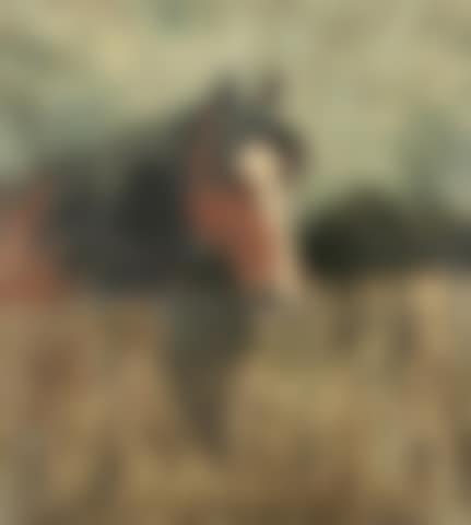 Study of a horse at a fence (preview)