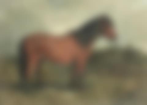 A Shetland pony (preview)