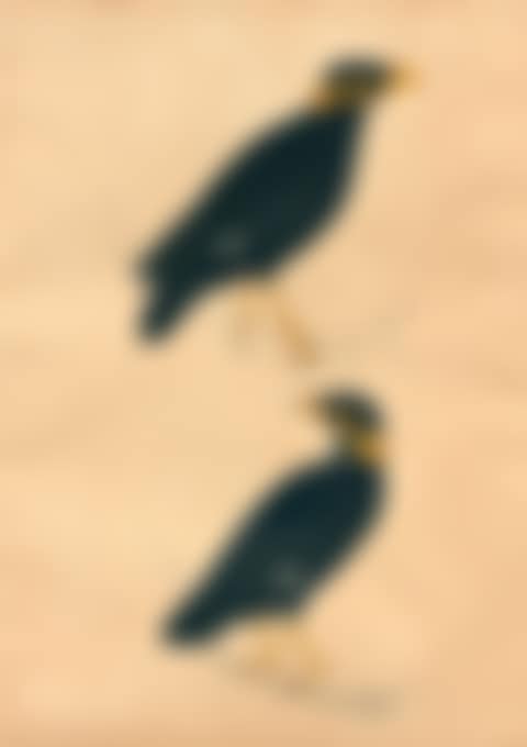 Two Trendy Mankinds and Two Trendy Birds (preview)