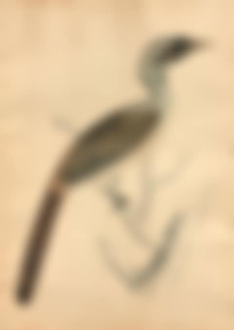 Black-billed Hornbill and Three Branched Doves (preview)