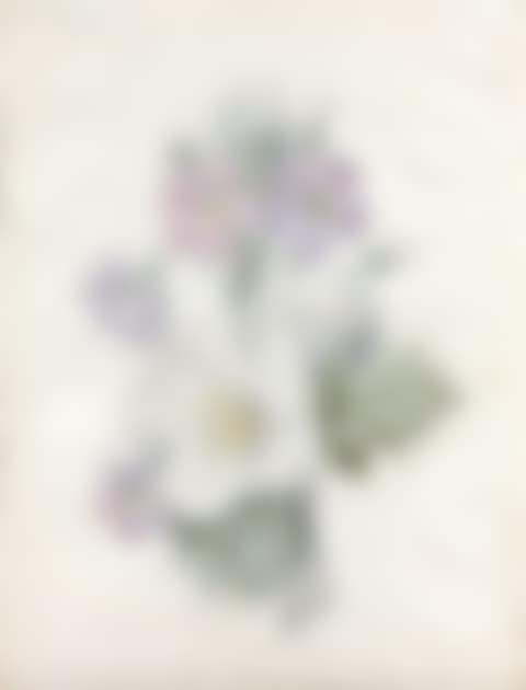 Primroses and white flowers (preview)