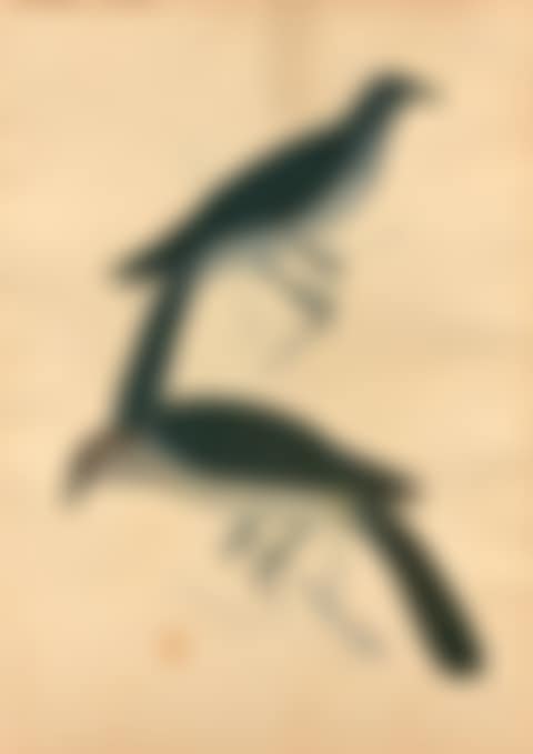 Two trendy birds and two Orioles and two birds (preview)