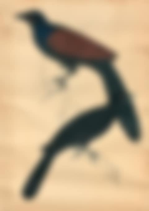 Sultana longthorn and Two trendy birds (preview)