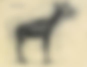 Composition with animals ,
1953 (preview)
