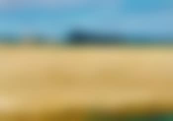 Ähren Im Wind , (preview)