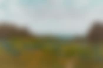Path through lupine overlooking the ocean, Santa Barbara , (preview)
