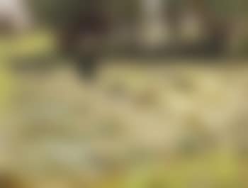 Turning the hay , (preview)