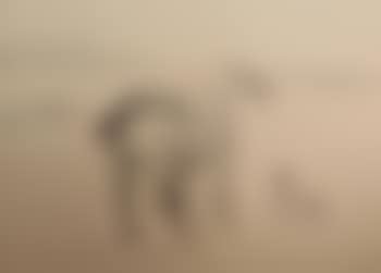 Untitled (No 2) ,
Printed
1952 (preview)