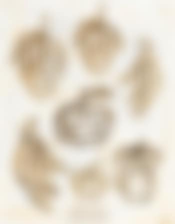 Fruits ,
1989 (preview)