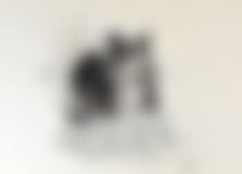 Young sheep-dog running in grass , (preview)