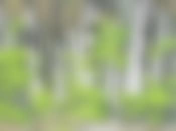 Forest edge , (preview)