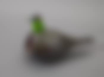 Bird , (preview)