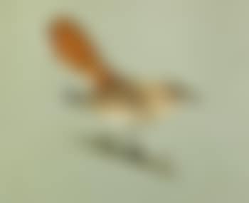 Study of a Rufus Warbler , (preview)