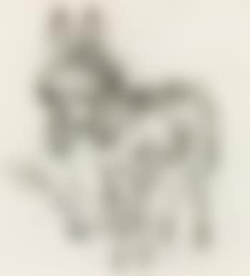 Young donkey , (preview)