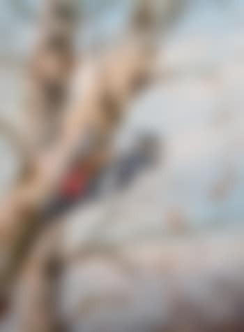 Greater Spotted Woodpecker ,
1974 (preview)