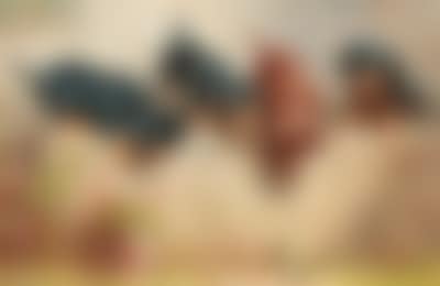 Curious dachshund puppies and a frog (preview)