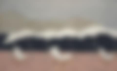 White Umbrellas (preview)