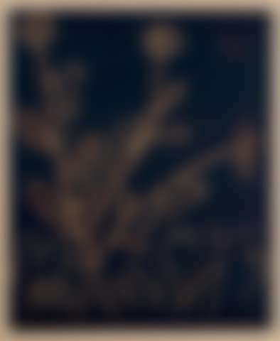 Plante aux Toritos (preview)