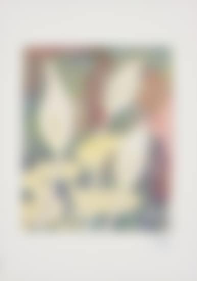 Calla (preview)