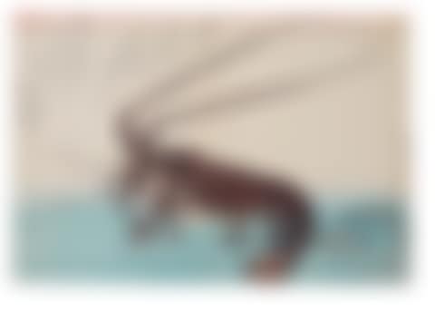 iseebi and shibaebi (lobster and two shrimps) (preview)