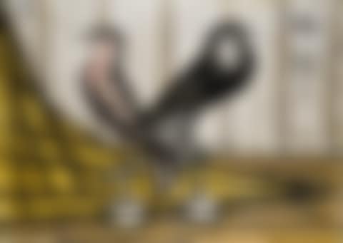 UN PIGEON NOIR, UN PIGEON ROSE (preview)